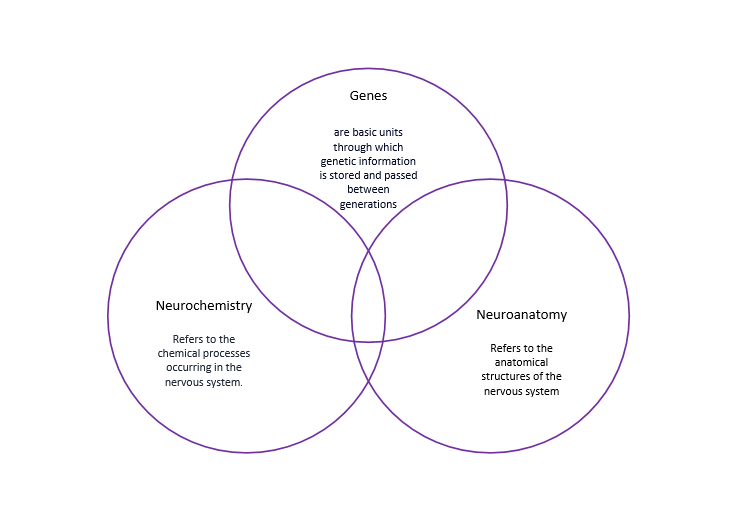 <ul><li><p><span>Approach assumes that all behaviour can be related to physical changes in the body</span></p></li><li><p><span>Focus is on nervous system - the brain particularly</span></p></li><li><p><span>Views psychological abnormality as an illness and as a disease (in the same way as physical illness or disease)</span></p></li></ul><p></p>