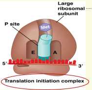 <p>Translation initiation complex</p>