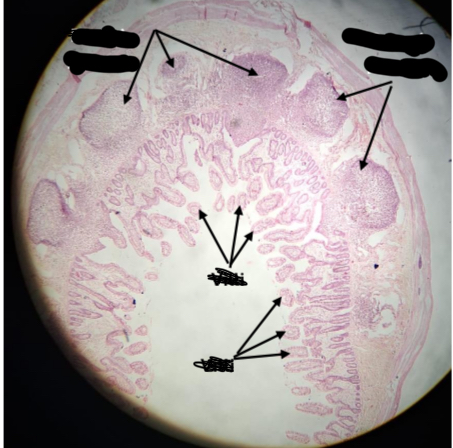 <p><span>Identification</span></p>