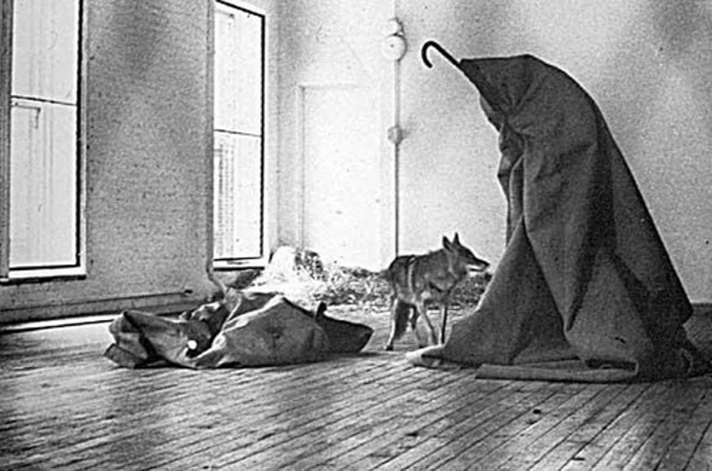 <p>Joseph beuys, live coyote in gallery, wrapped in animal fat and felt</p>