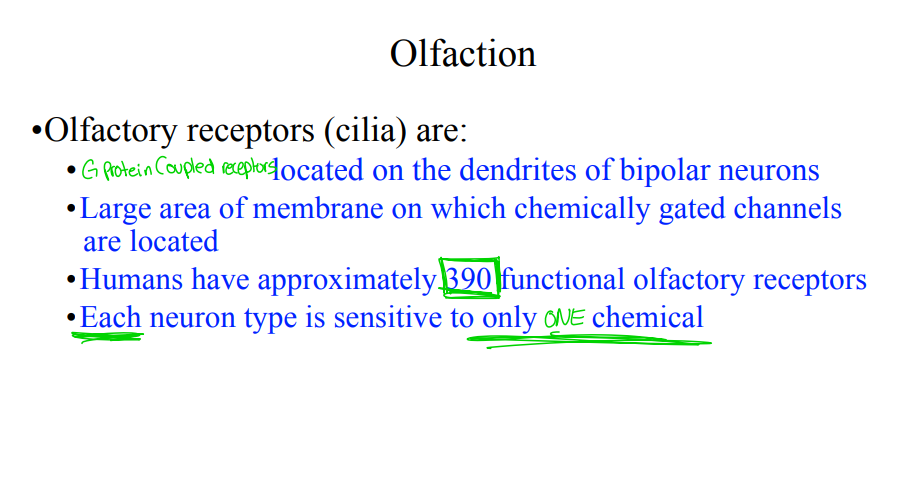 <p>Olfactory receptors (cilia) are more specifically what type of receptors, located on the dendrites of bipolar neurons? </p>