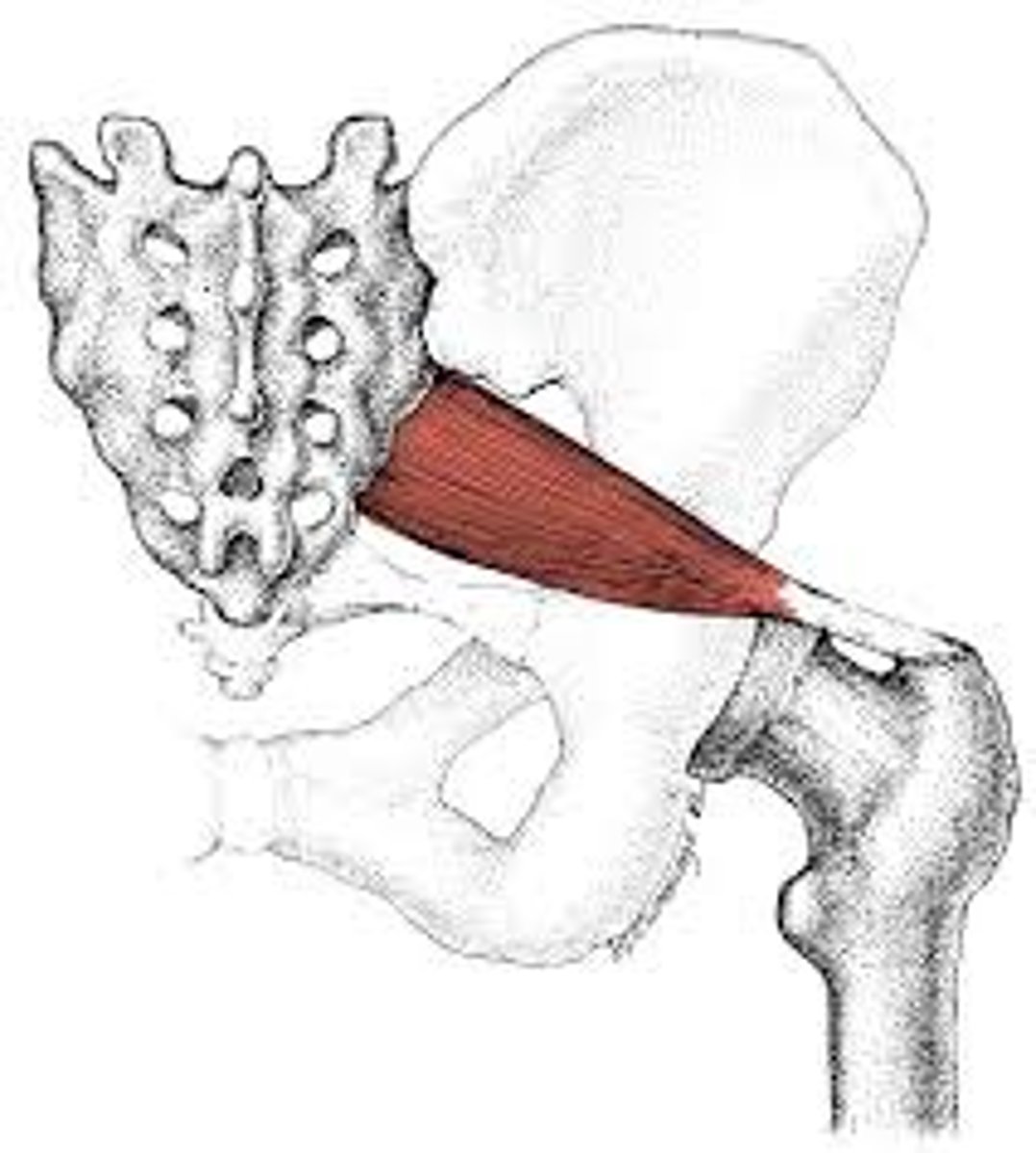 <p>posterior, deep to gluteus maximus, alongside gluteus medius</p>