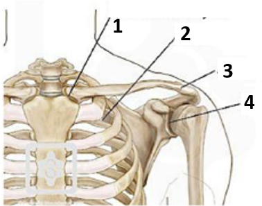 <p>Which number indicates the sternoclavicular joint?</p>