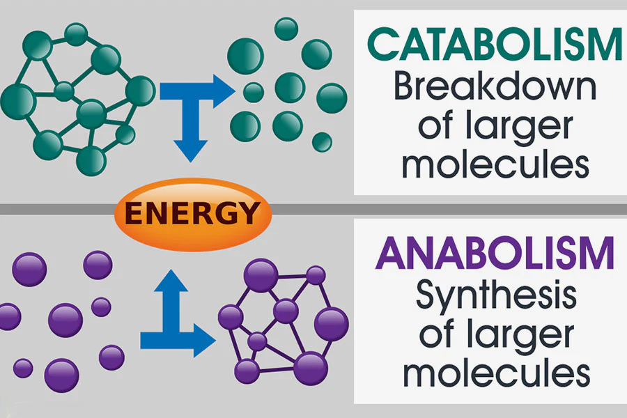 <ul><li><p>All biochemical reactions taking place in an organism, including anabolic and catabolic pathways.</p></li><li><p>Anabolic - small molecules are built into large ones, energy is required.</p></li><li><p>Catabolic - large molecules are broken down into small ones, energy is released.</p></li></ul><p></p>