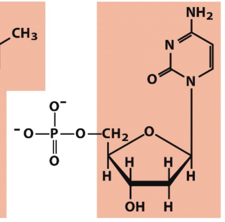 <p>what is the nucleotide name? </p>