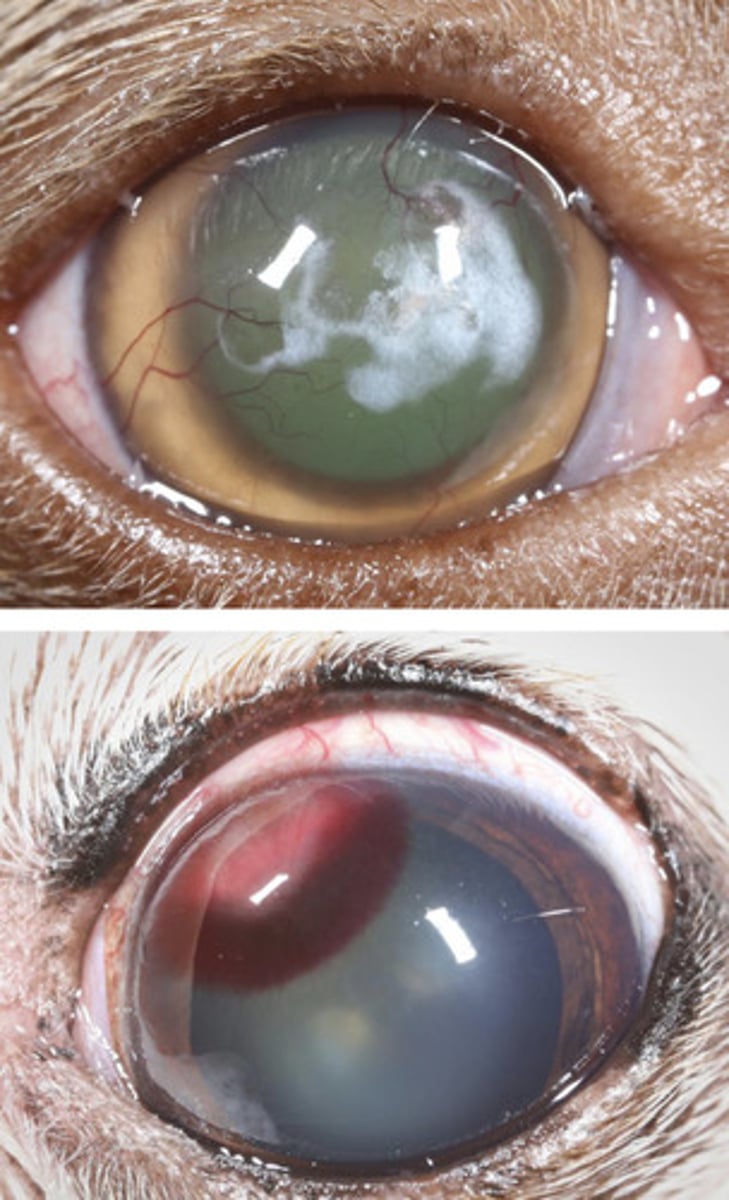 <p>What are the potential causes of red opacities?</p>
