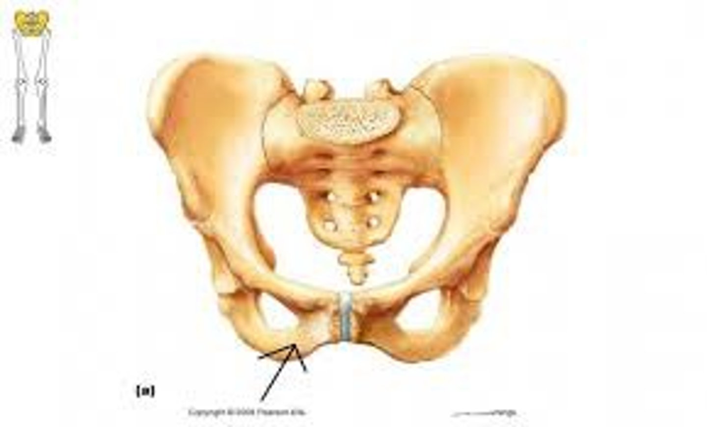 <p>Name the structure.</p>
