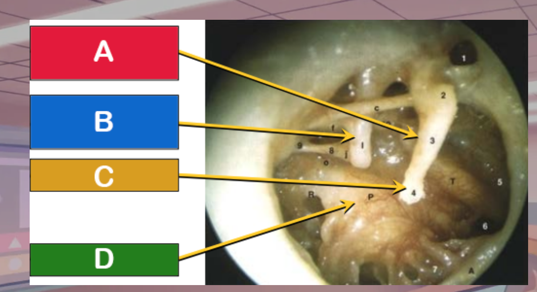 <p>Which is the umbo</p>