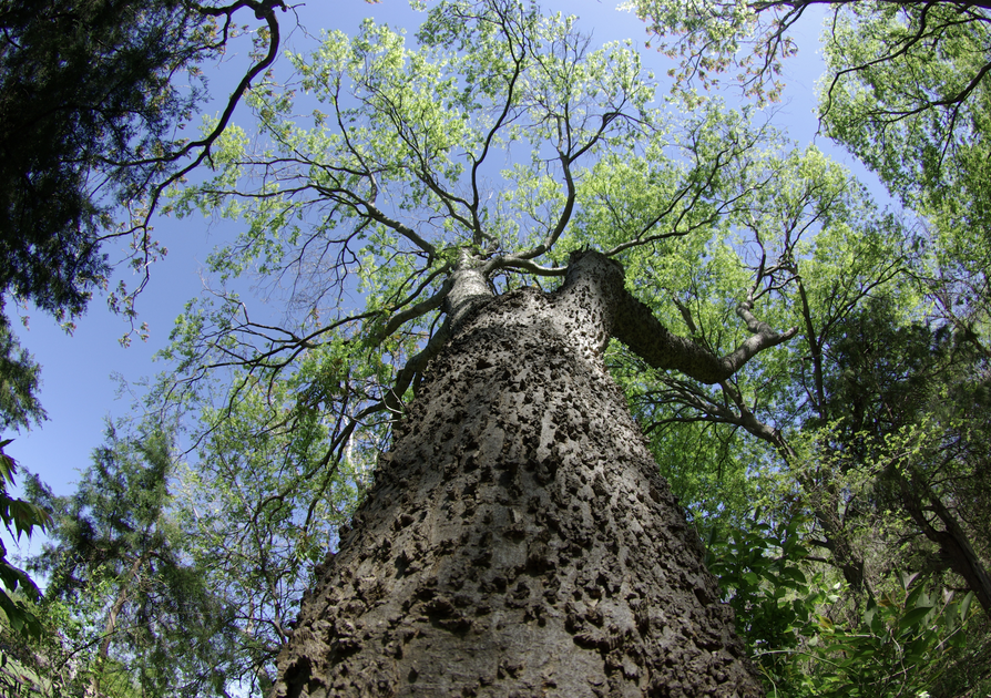 <p><em>Celtis laevigata</em></p><p>Cannabaceae</p>