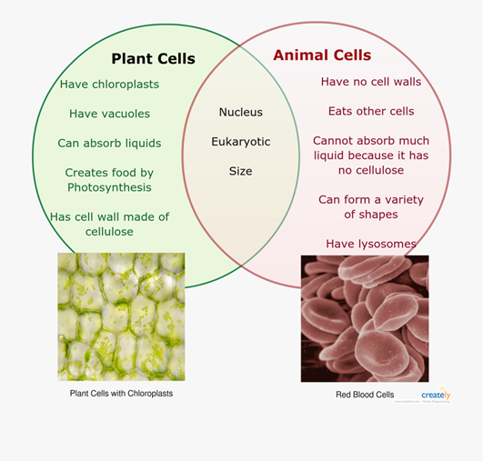 <p>Rigid cell wall made of cellulose which gives the cell support, contains a vacuole which contains cell sap that is a weak solution of sugar and salt. green chloroplasts which contain chlorophyll for photosynthesis. </p>