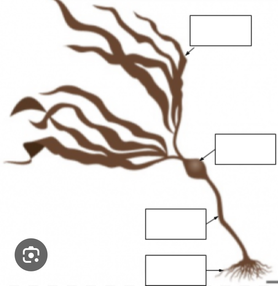 <p>From top to bottom, label the parts of kelp </p>