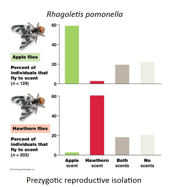 <ul><li><p>disruptive selection (external)</p></li></ul><ul><li><p>different populations use different ecological niches meaning <span><span>different populations within an ecosystem occupy various specific roles and positions they play within their environments. These niches are influenced by both biotic and abiotic factors, such as food availability, predators, temperature, and soil nutrients. Each population's niche is shaped by its unique set of conditions and interactions, allowing it to thrive and contribute to the overall health of the ecosystem.</span></span></p></li></ul><p></p>