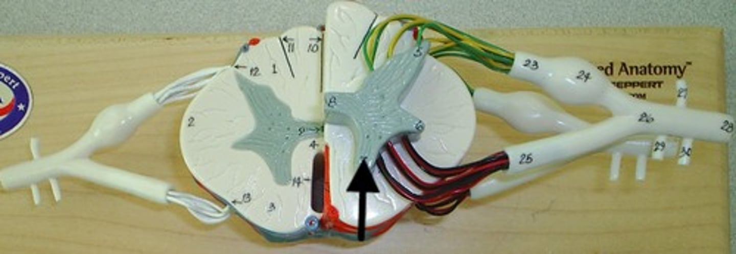 <p>somatic motor nuclei</p>
