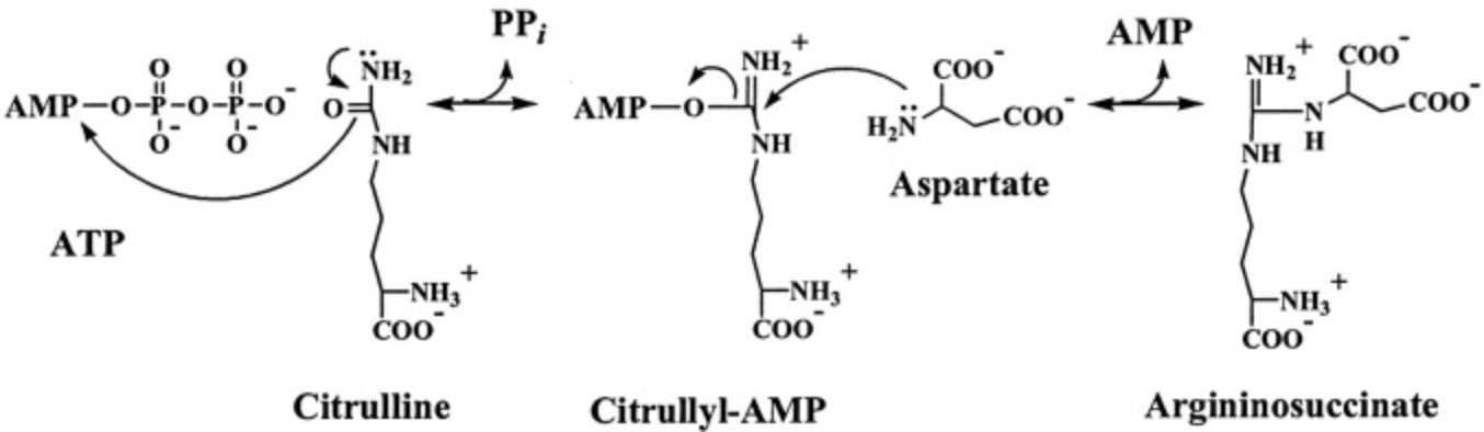 <p>urea cycle intermediate between citrulline and argininosuccinate?</p>
