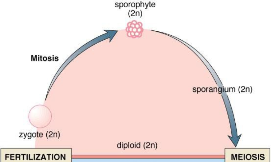 <p>Produces spores through meiosis and represents diploid generation (2n)</p>