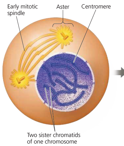 <p>Prophase</p>