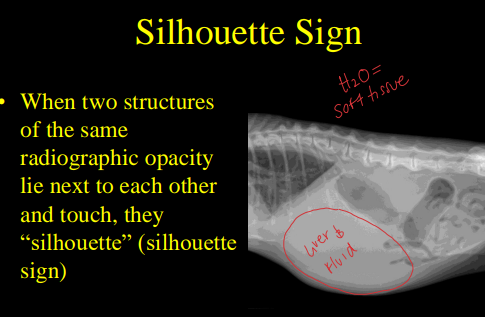 <ul><li><p><span><strong>5 Radiographic Opacities</strong></span></p><ul><li><p><span>Metal, Mineral, Soft tissue, Fat, Air</span></p></li></ul></li><li><p><strong>Summation Sign</strong></p><ul><li><p><span><strong>overriding</strong> of same opacities structures </span></p></li></ul></li><li><p><span><strong>Silhouette Sign</strong></span></p><ul><li><p><span><strong>touching </strong>of objects with same opacities </span></p></li></ul></li></ul><p></p>