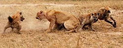 <p>Occurs among organisms of different species example: competition between hyenas and lions for a dead zebra</p>