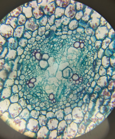 dicot root