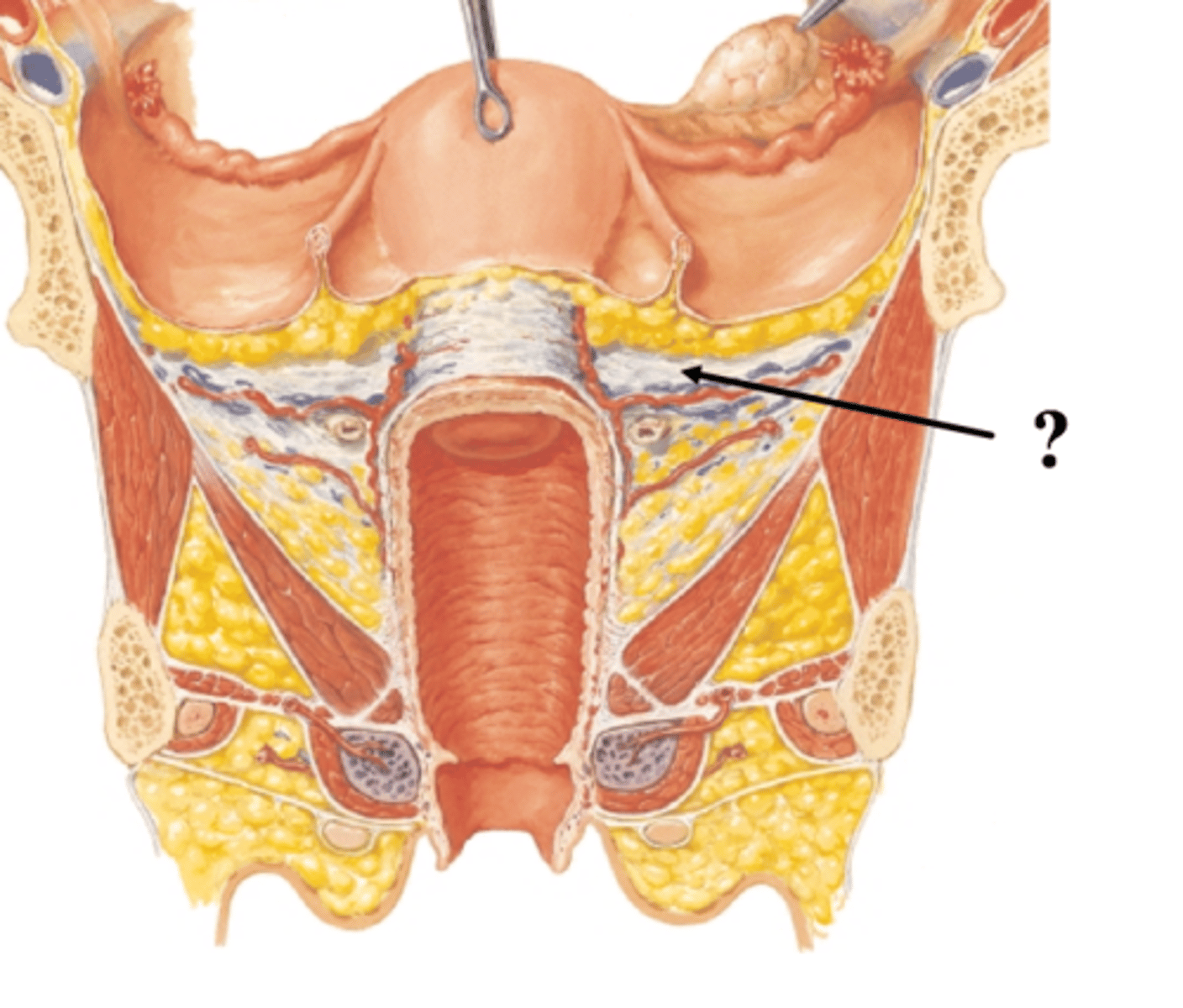 <p>transverse cervical ligament</p>