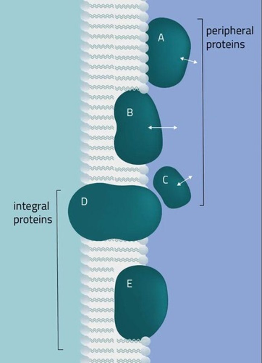 <p>Membrane proteins spanning the lipid bilayer.</p>
