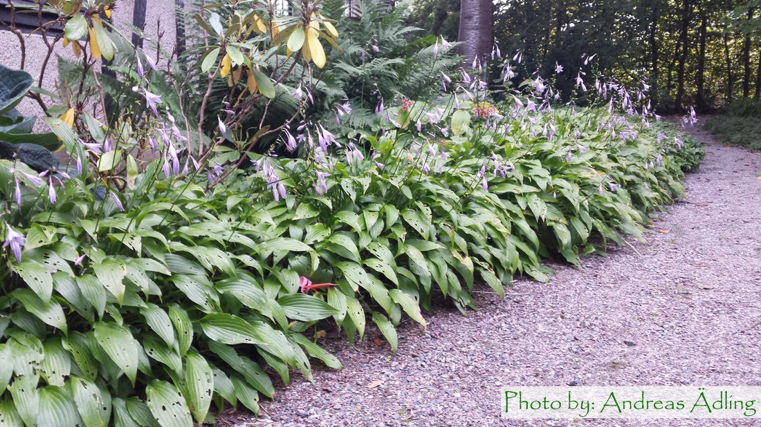 <p>Vad är det för blomma?</p>