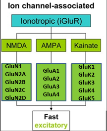 <ul><li><p>AMPA</p></li><li><p>NMDA</p></li><li><p>kainate receptors</p></li></ul><p></p>