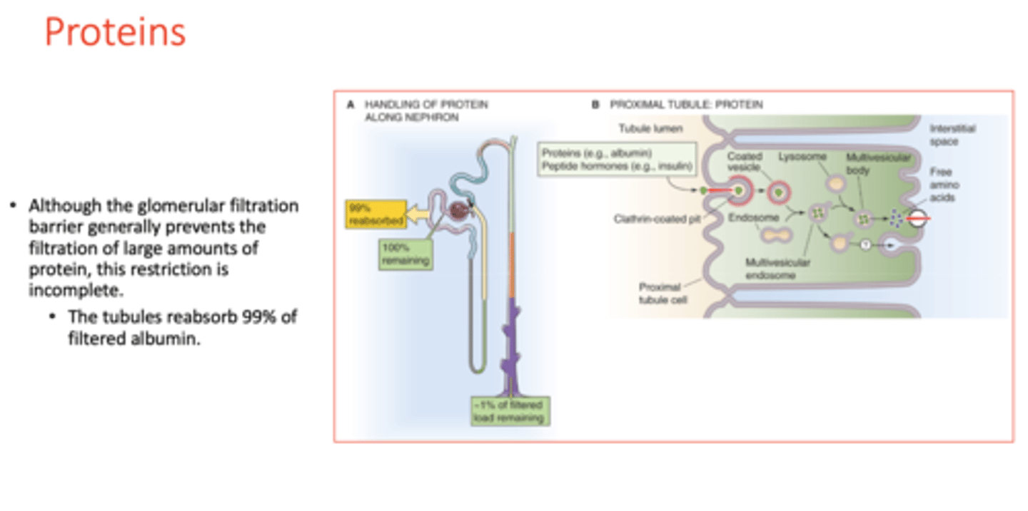 <p>clathrin coated endosomes</p>
