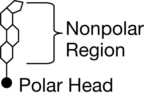 <p>Cholesterol is a naturally occurring substance that helps regulate the fluidity of a cell’s plasma membrane. A cholesterol molecule can be represented as having a polar head and a nonpolar region, as shown in the figure.</p><p>&nbsp;Which of the following models shows how cholesterol molecules most likely interact with the phospholipid bilayer of a cell’s plasma membrane?</p>