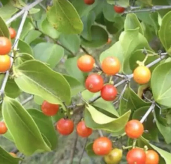 <p>native to India, cause convulsion and death, and used as rat poison</p>