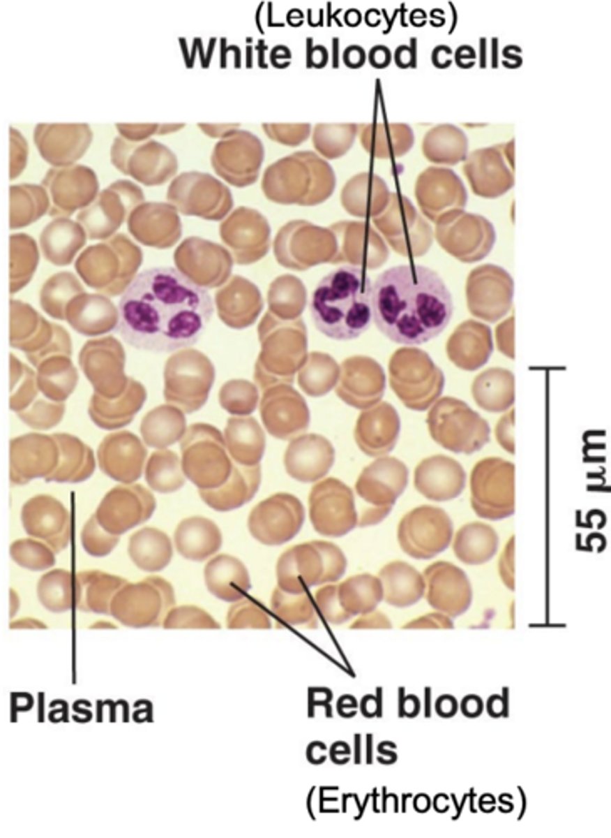 <p>white blood cells that are involved in immunity</p>