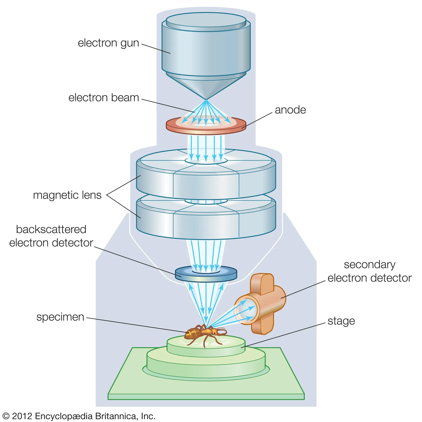 <p>Instrument that uses electrons to magnify tiny objects, such as sub-cellular structures.</p>