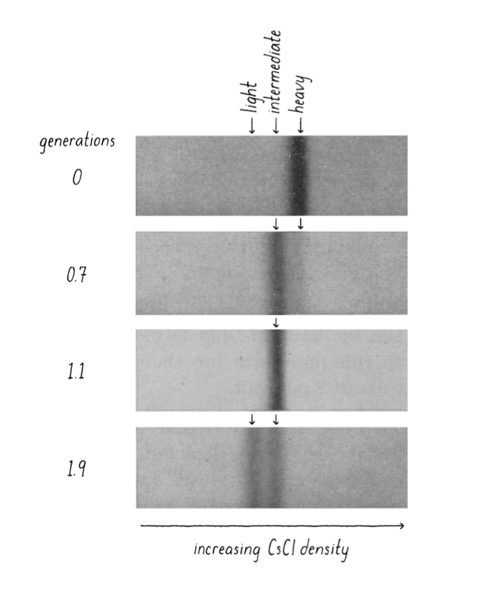 <ol><li><p>grow E.coli in “heavy” nitrogen environment to label DNA</p><ol><li><p>bacteria copy entire DNA complement (genome) before every cell division</p></li><li><p>DNA = heavy</p></li></ol></li><li><p>moved into normal N-containing medium</p><ol><li><p>cell divide once more</p></li><li><p>DNA = lighter</p></li></ol></li><li><p>separate DNA by density via cesium chloride density gradient</p><ol><li><p>heavy → travels more</p></li></ol></li><li><p>results support <em>semiconservative </em>replication</p><ol><li><p>after 1 generation = DNA intermediate </p><ol><li><p>conservative replication <span data-name="x" data-type="emoji">❌</span> </p></li></ol></li><li><p>after 2 generation = DNA either all light or intermediate</p><ol><li><p>semiconservative replication <span data-name="white_check_mark" data-type="emoji">✅</span> </p></li></ol></li></ol></li></ol><p></p>