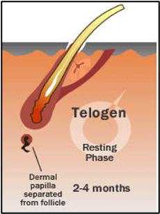 <p>final growth phase</p><p>lasts 2-6 months</p><p>hair pushed out follicle</p><p>hair shedding</p>
