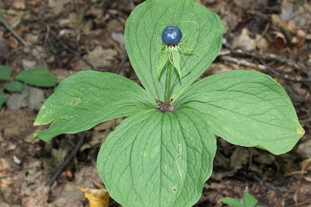 <p>liliovité (jednoděložné)</p>