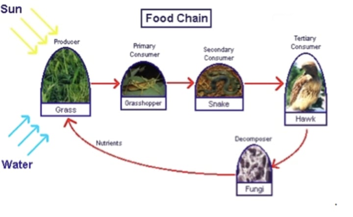 <p>Grass - producer <br>Grass Hopper - primary consumer<br>Snake - secondary consumer<br>Hawk - Tertiary consumer <br>Fungi - decomposer which again provides nutrients to soil</p>