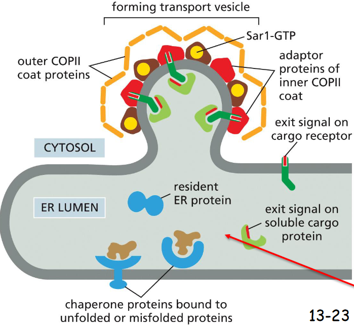<p>COPII-Coated</p><p></p><p>Adaptor proteins on the second layer of COPII-coated vesicles interact with the N-termini exit signals of cargo receptor proteins</p><p>The C-termini of the cargo receptor proteins interact with the exit signals in soluble cargo proteins</p>