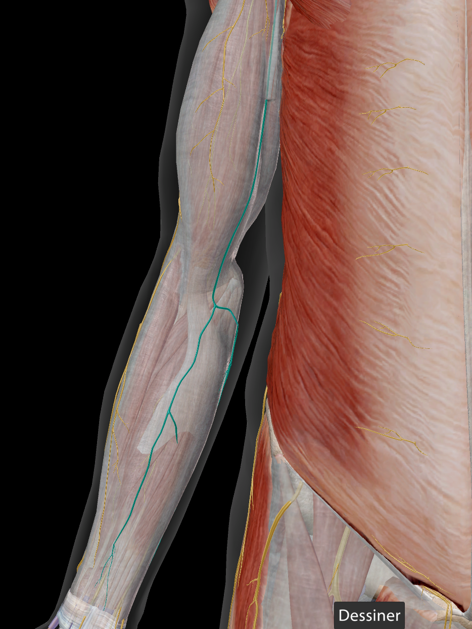 <p>sensitif de la partie interne de l’avant-bras</p>
