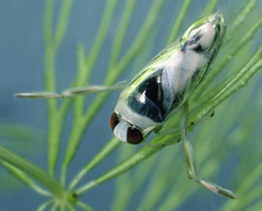 predators