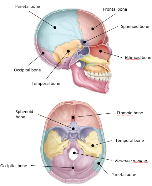 <p>-frontal</p><p>-occipital</p><p>-ethmoid</p><p>-sphenoid</p>
