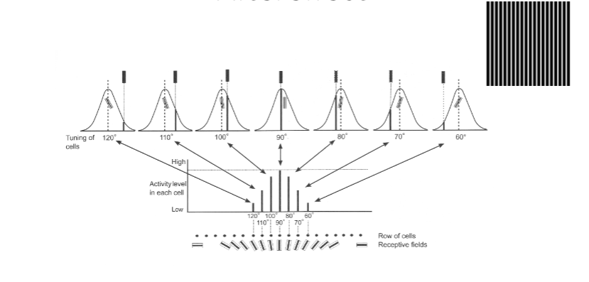 <p>population code of tilt aftereffect </p>