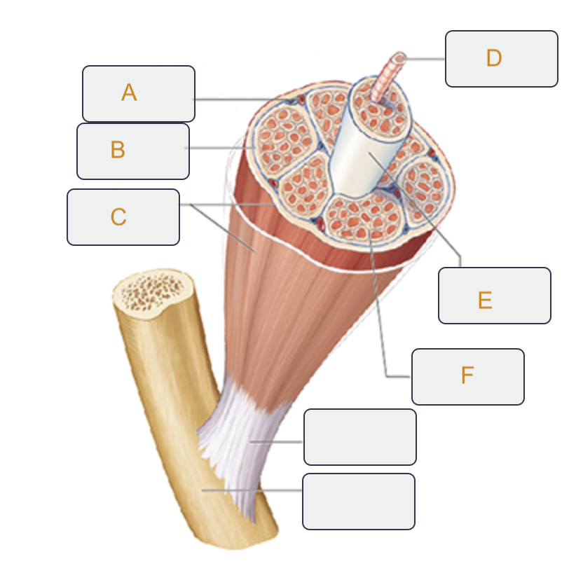 <p>Label F on the muscle tissue</p>
