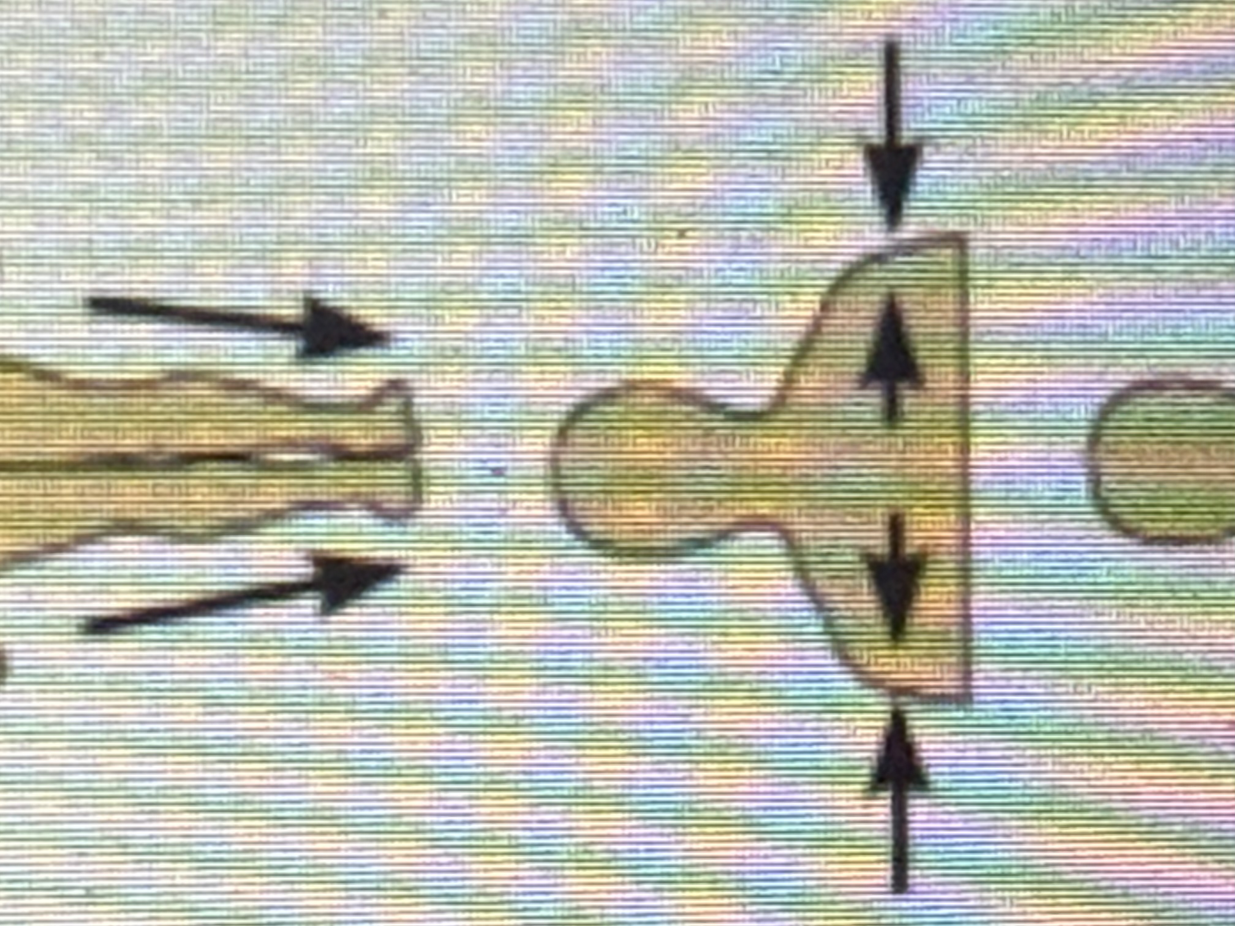 <p>Head, neck, and trunk</p>