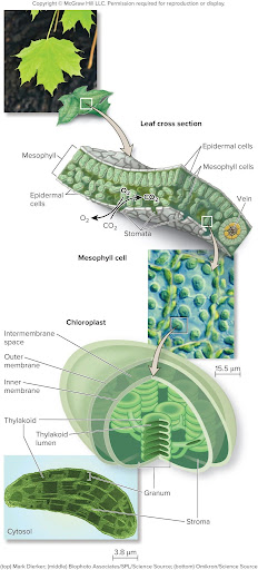<p><span>the <strong>outer membrane</strong>, <strong>intermembrane space</strong>, <strong>inner membrane</strong>, <strong>stroma</strong>, <strong>thylakoid</strong> <strong>membranes</strong> (stacked to form <strong>grana</strong>), and the <strong>thylakoid lumen</strong></span></p>