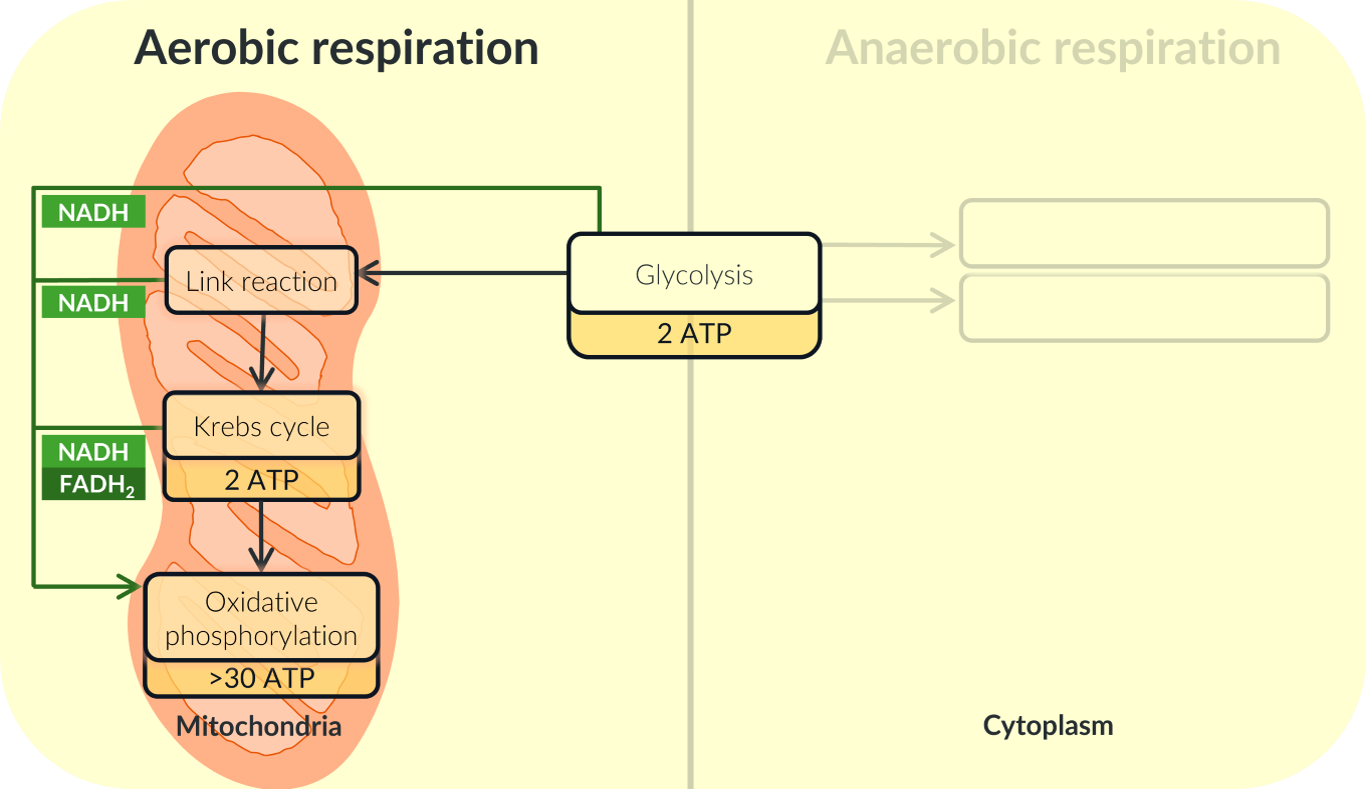 <p>The Entirety of Aerobic Respiration</p><p>there are 4 stges of aerobic repsiration </p><p><br>Of these four stages, oxidative phosphorylation is the only stage to <em>require </em>NADH and FADH<sub>2</sub>. FADH<sub>2 </sub>is only produced in the Krebs cycle, while NADH is produced in glycolysis, the link reaction and the Krebs cycle.</p><p>We can represent this on our diagram showing the four stages of aerobic respiration like this:</p>