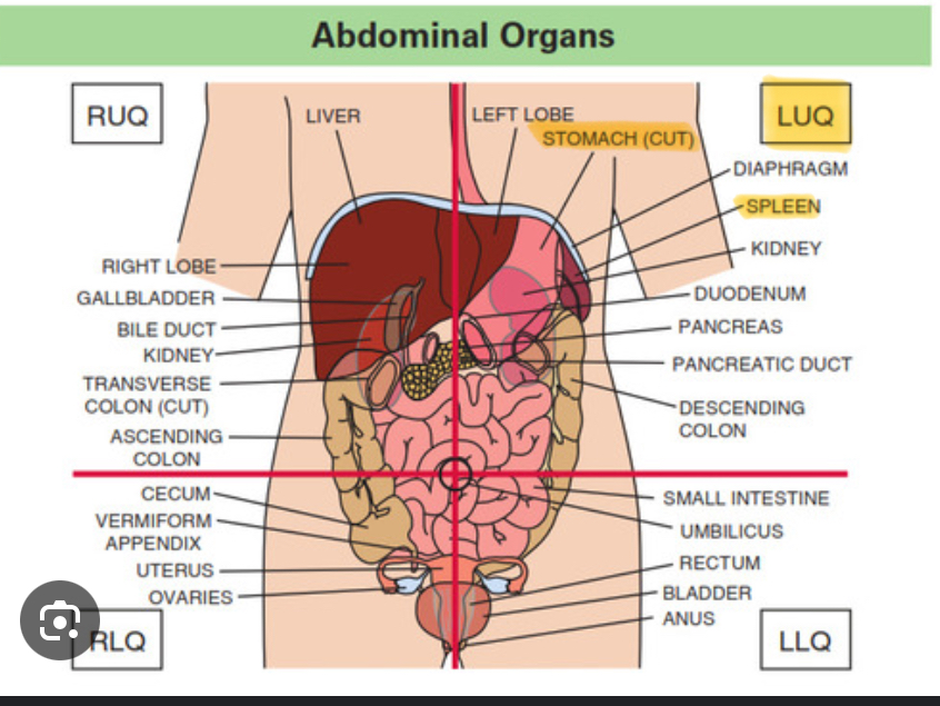 <p>Contains the stomach and spleen</p>