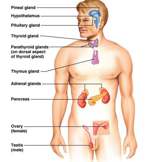 <p>Endocrine Organs</p>