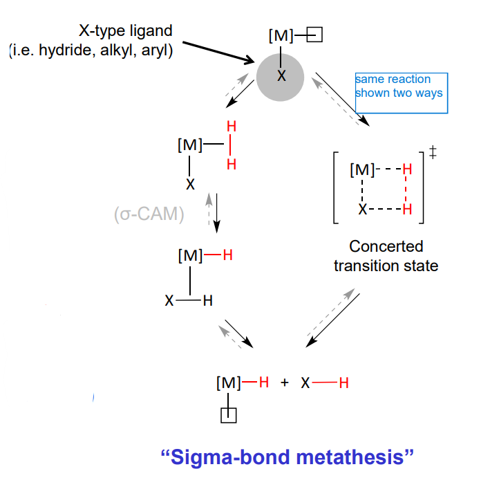 <ol><li><p>x ligand cis to the free coordination site </p></li><li><p>sigma bond metathesis </p></li><li><p>concerted transition state</p></li></ol><p></p>