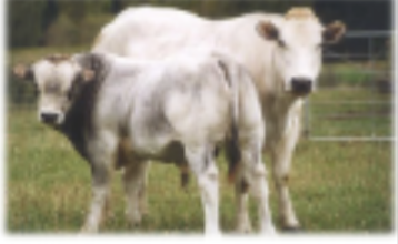 <p>Origin: Italy, double muscled</p>
