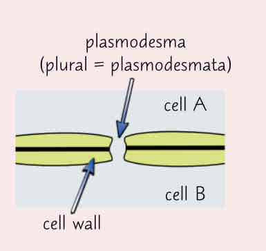 <p>-channels in the cell walls that link adjacent cells together </p><p>-allows transport of substances and communication between cells </p>